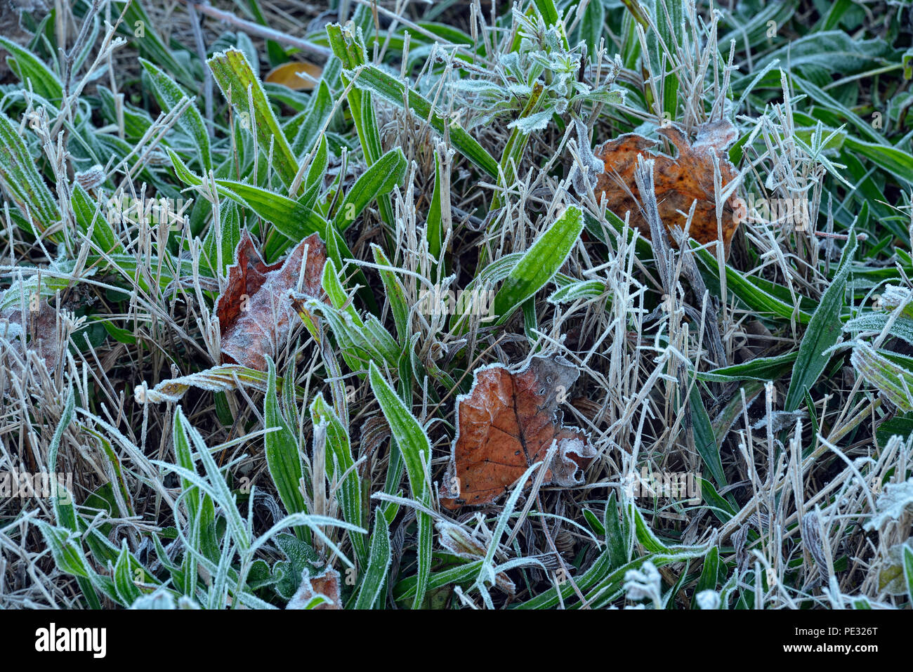 Frosted Straßenrand Gräser und Blätter, Great Smoky Mountains National Park, Tennessee, USA Stockfoto