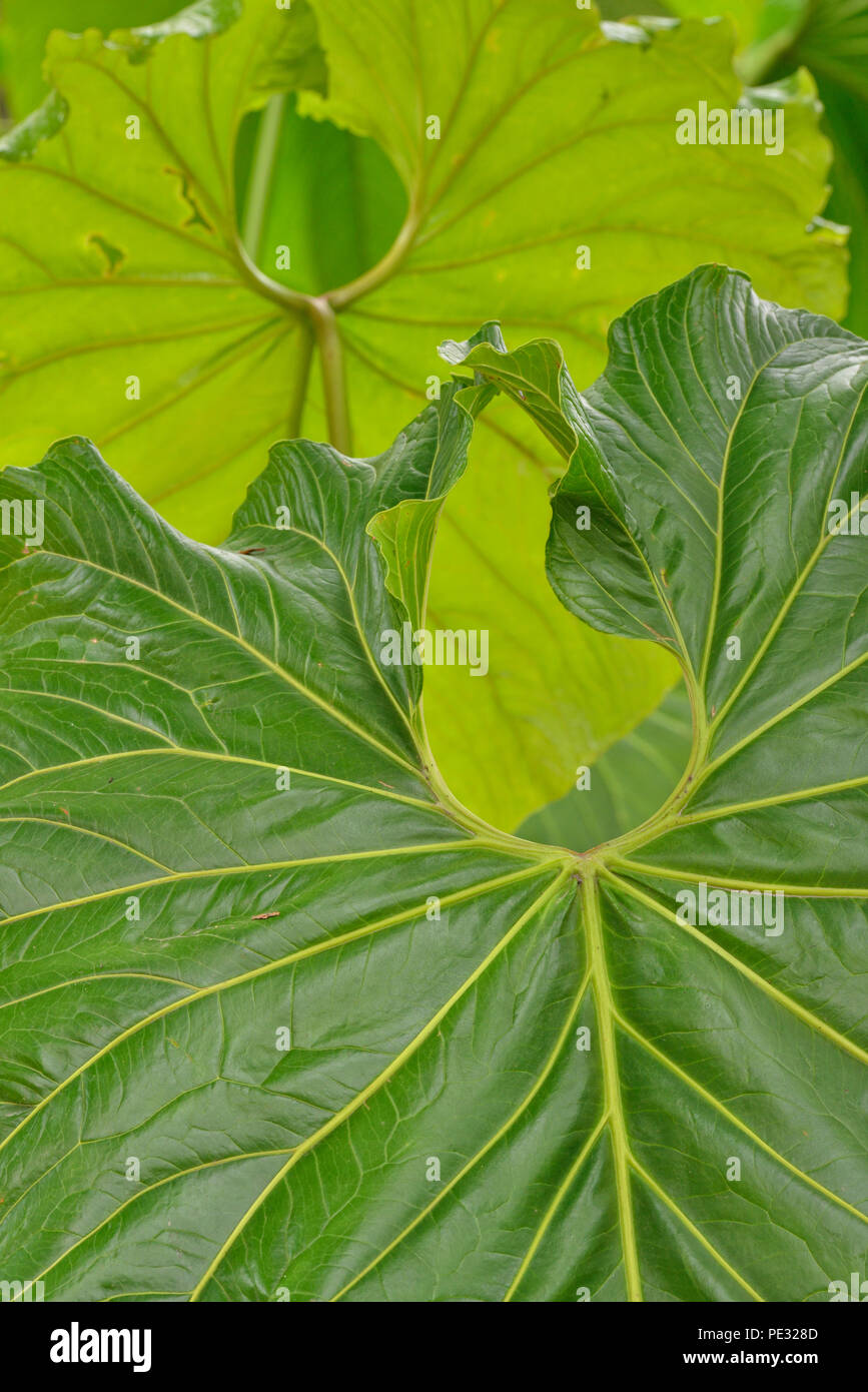 Quito botanischer Garten - tropischen Blatt Detail, Quito, Pichincha, Ecuador Stockfoto