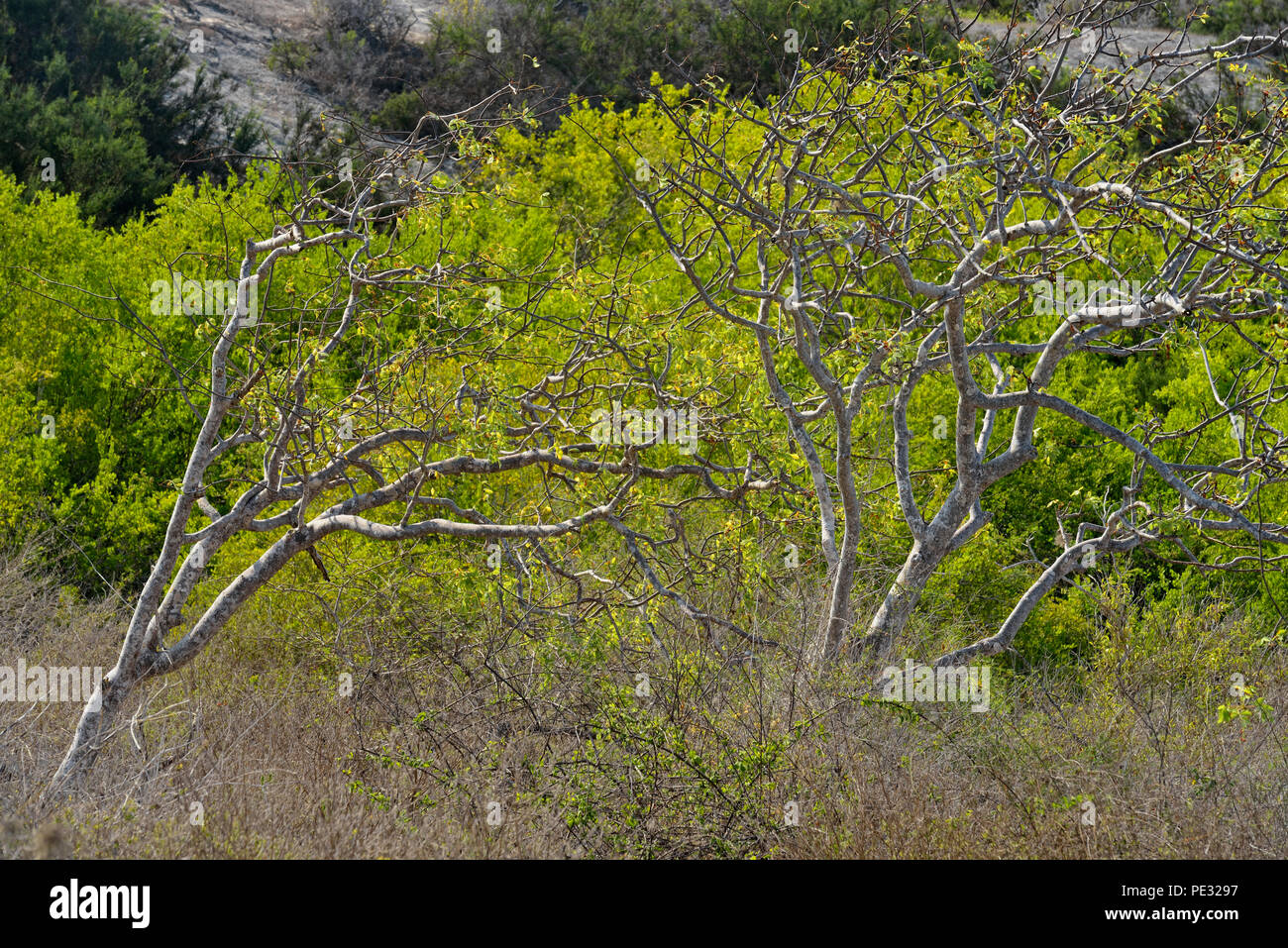 Palo Santo Bäume mit frischem Laub, Galapagos Islands National Park, Insel Floreana, Ecuador Stockfoto