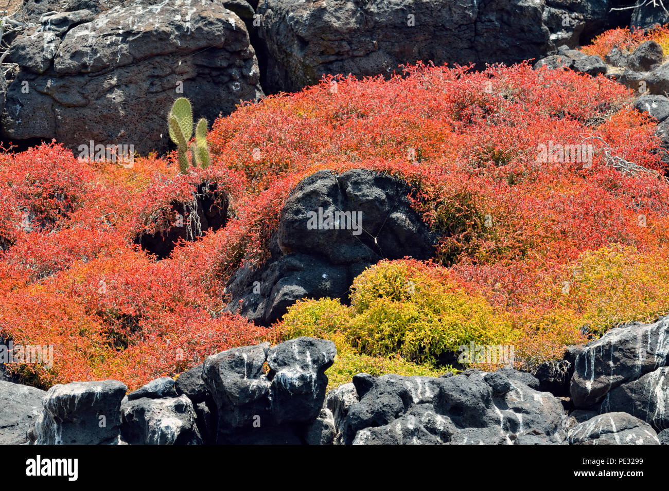 Galapagos Teppich Unkraut, Galapagos Shoreline Portulak oder Meer Portulak (Sesuvium portulacastrum oder microphyllum), Stockfoto