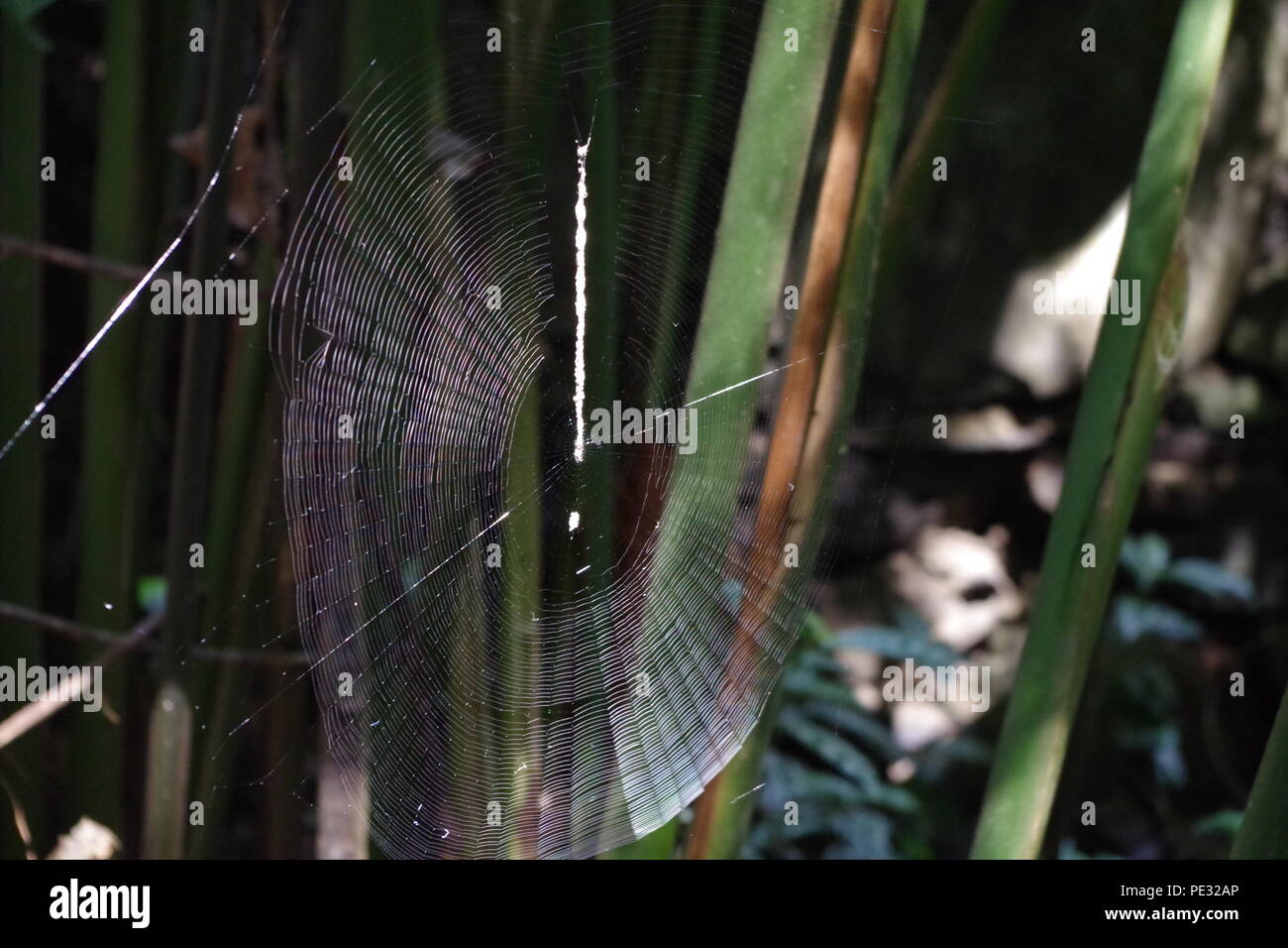 Spinne im Spinnennetz Stockfoto