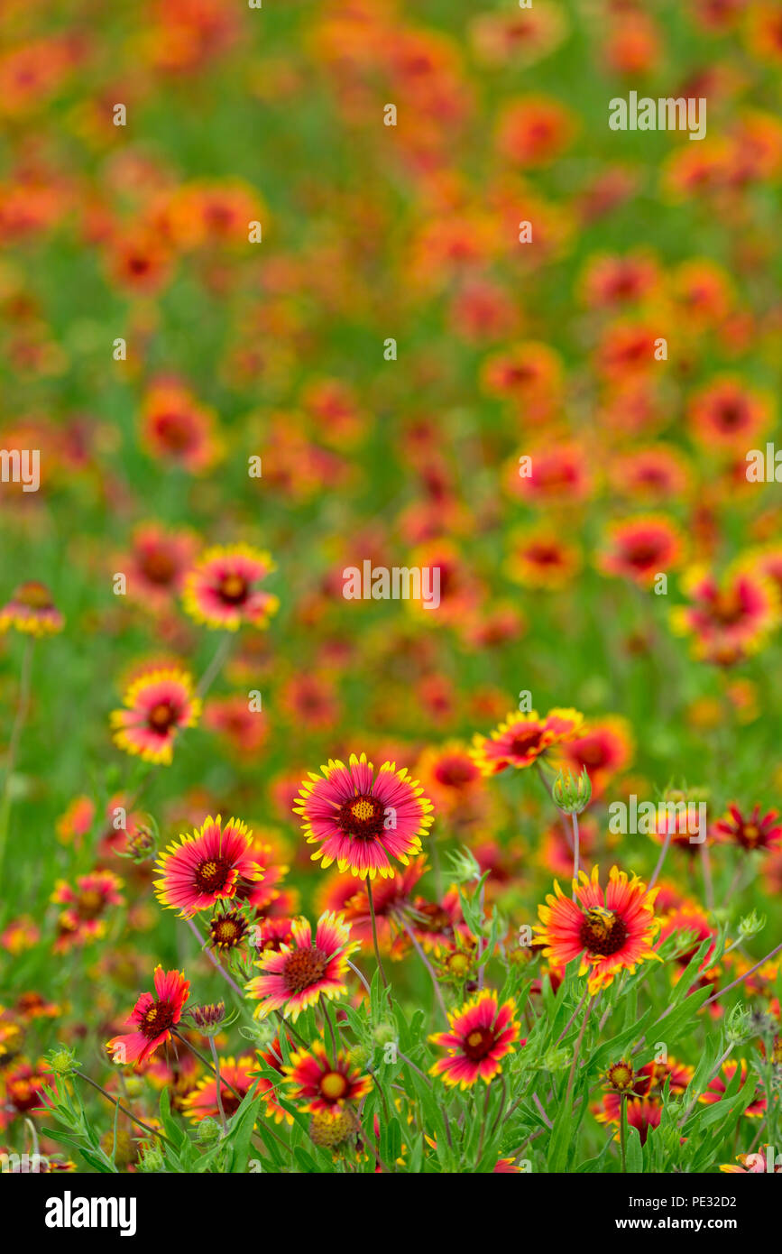 Hill Country Wildblumen, Johnson City, Texas, USA Stockfoto