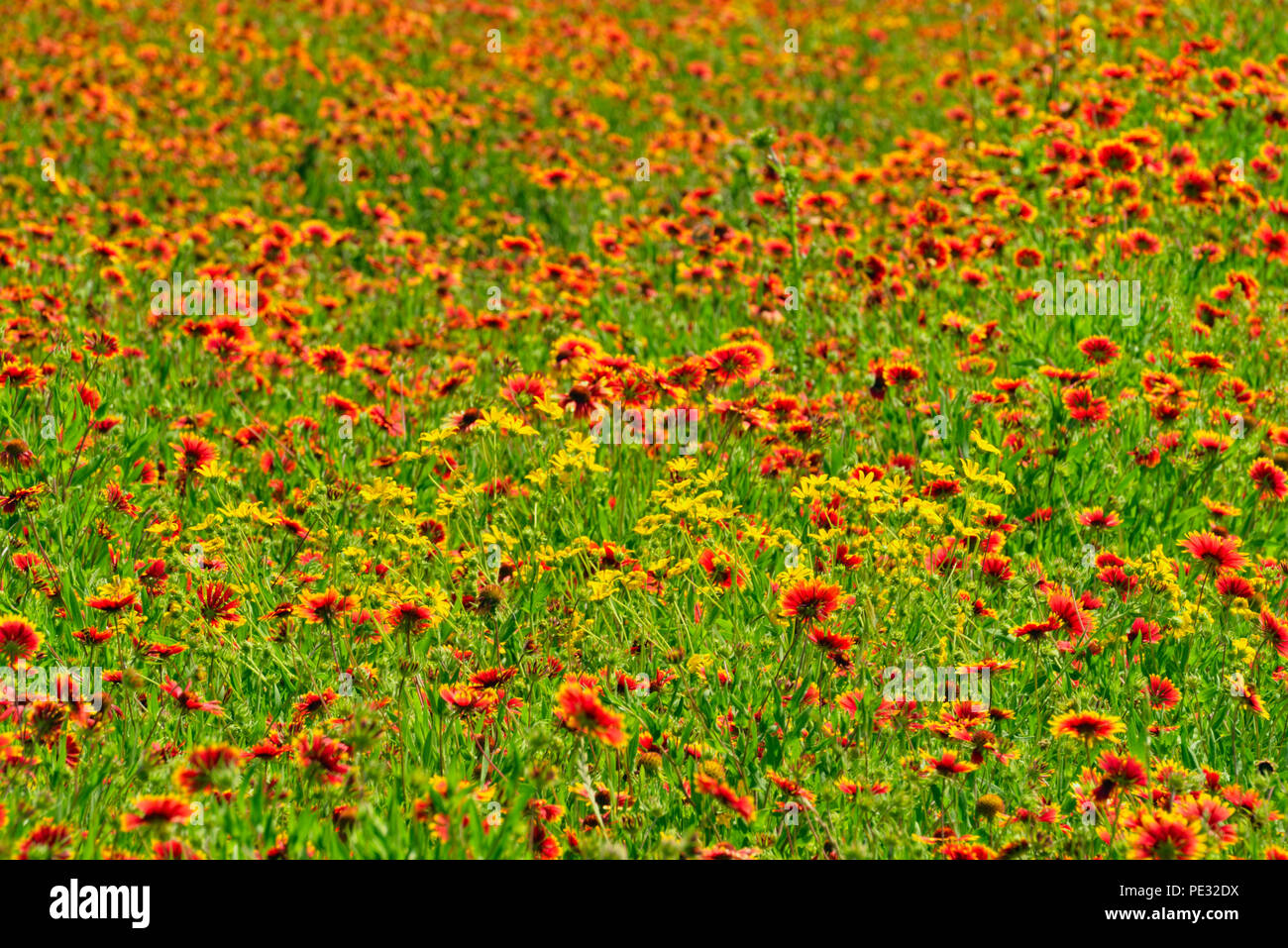 Hill Country Wildblumen, Johnson City, Texas, USA Stockfoto