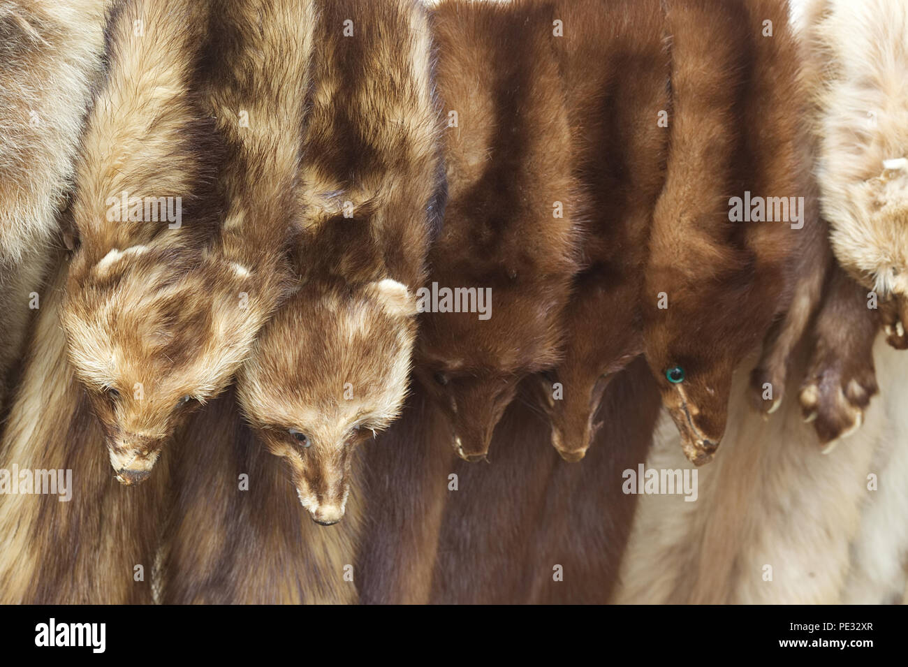 Tier Pelze hängend an einem Marktstand Stockfoto