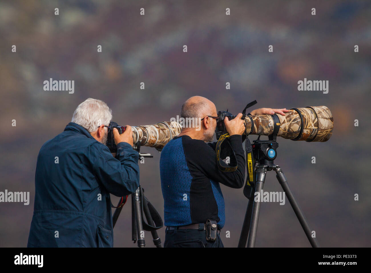 Zwei Naturfotografen mit großen Teleobjektiven bei der Arbeit in der dovrefjell Nationalpark Dovrefjell, Norwegen. Stockfoto