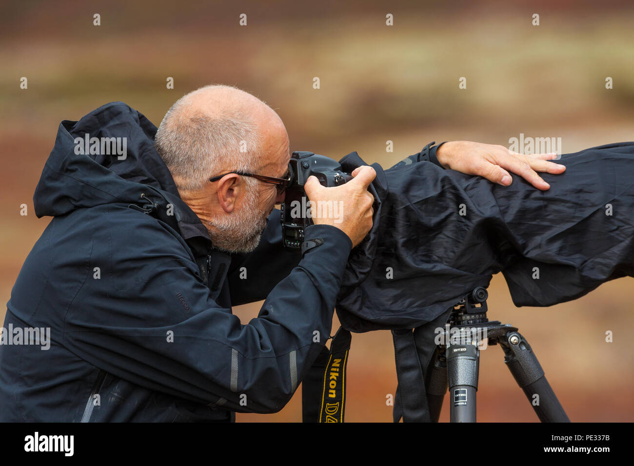 Naturfotograf mit großen Teleobjektiv Fotos von muskoxen im Dovrefjell Nationalpark, Dovre, Norwegen. Stockfoto
