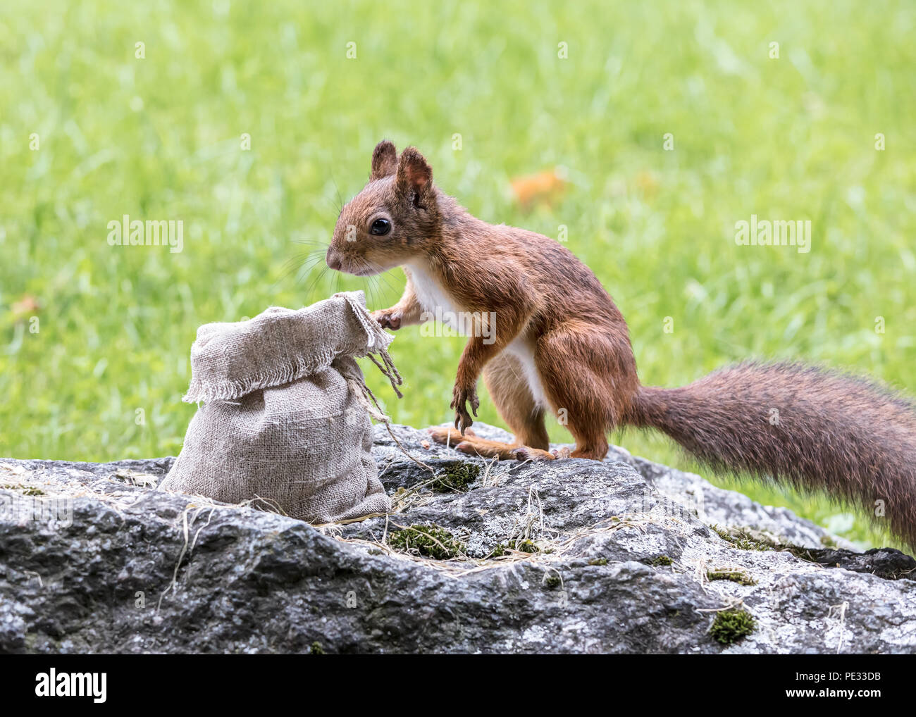 Eichhörnchen sitzt auf grauem Stein im grünen Gras in der Nähe der Tasche mit Muttern Stockfoto