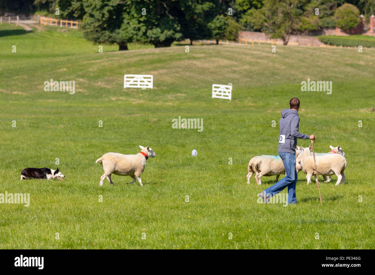 Eine männliche Hirten und Schafe Hund fahren Schafe entlang der Route an der Nationalen Schaf Hund Versuche in Nannerch, Flintshire gehalten Stockfoto