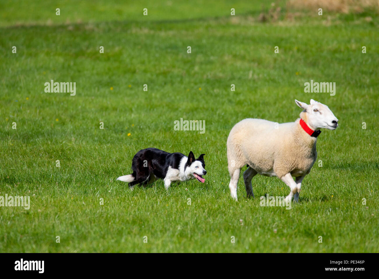 Ein Schäferhund vorgegeben Schafe während der Nationalen Schaf Hund Versuche an Nannerch, Flintshire, fetch Stockfoto