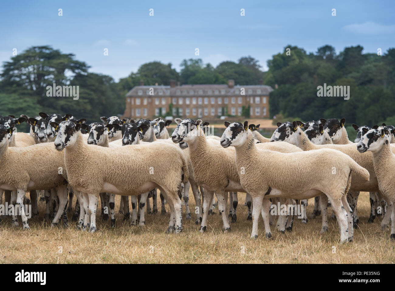 Mule Mutterschafe in Cotswolds Landschaft, mit ein herrschaftliches Haus im Hintergrund. UK. Stockfoto