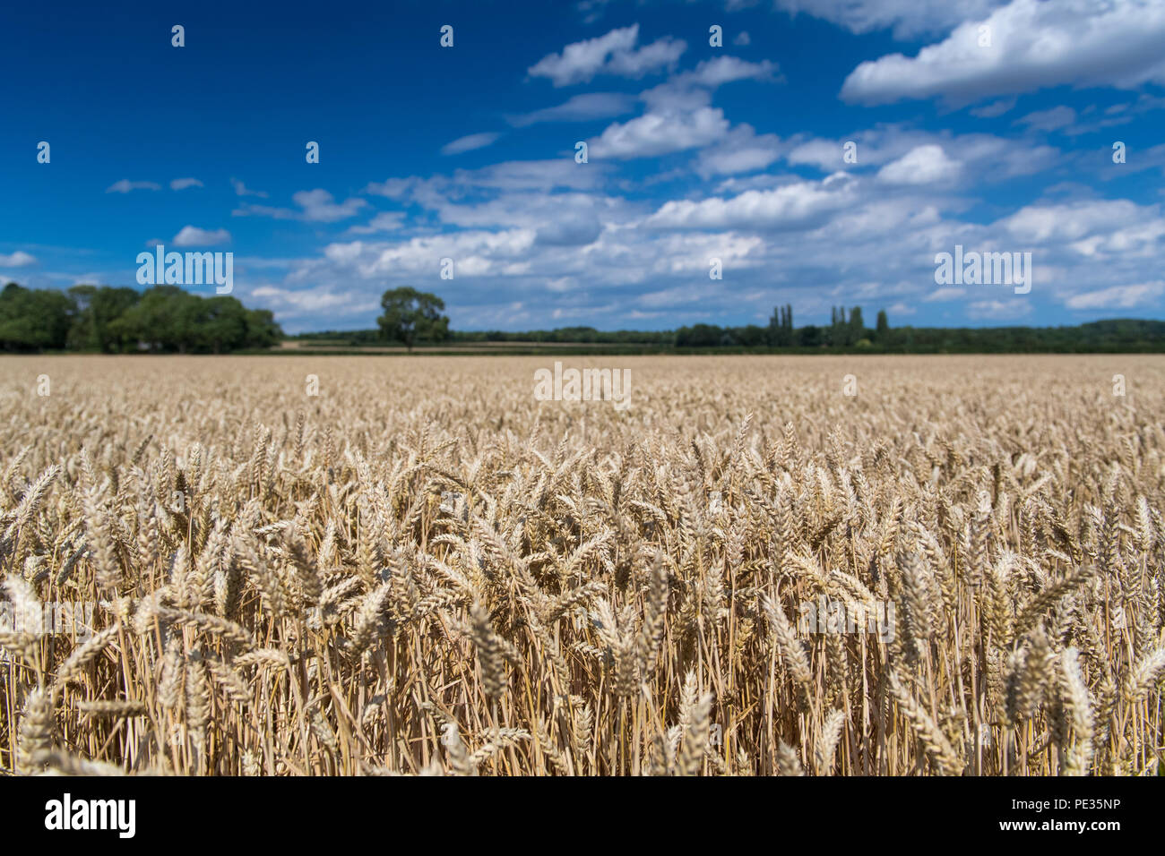 Feld von Weizen zur Ernte bereit an einem sonnigen Sommertag, Helmsley, North Yorkshire, UK. Stockfoto