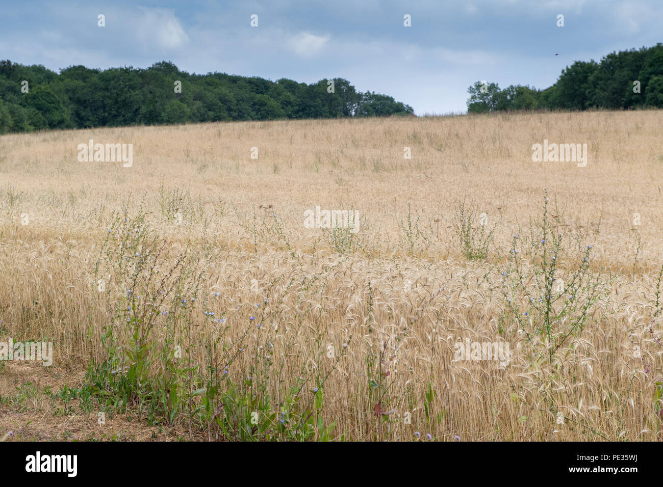 Unkraut wächst einer organischen Bereich der Gerste, Cotswolds, UK. Stockfoto