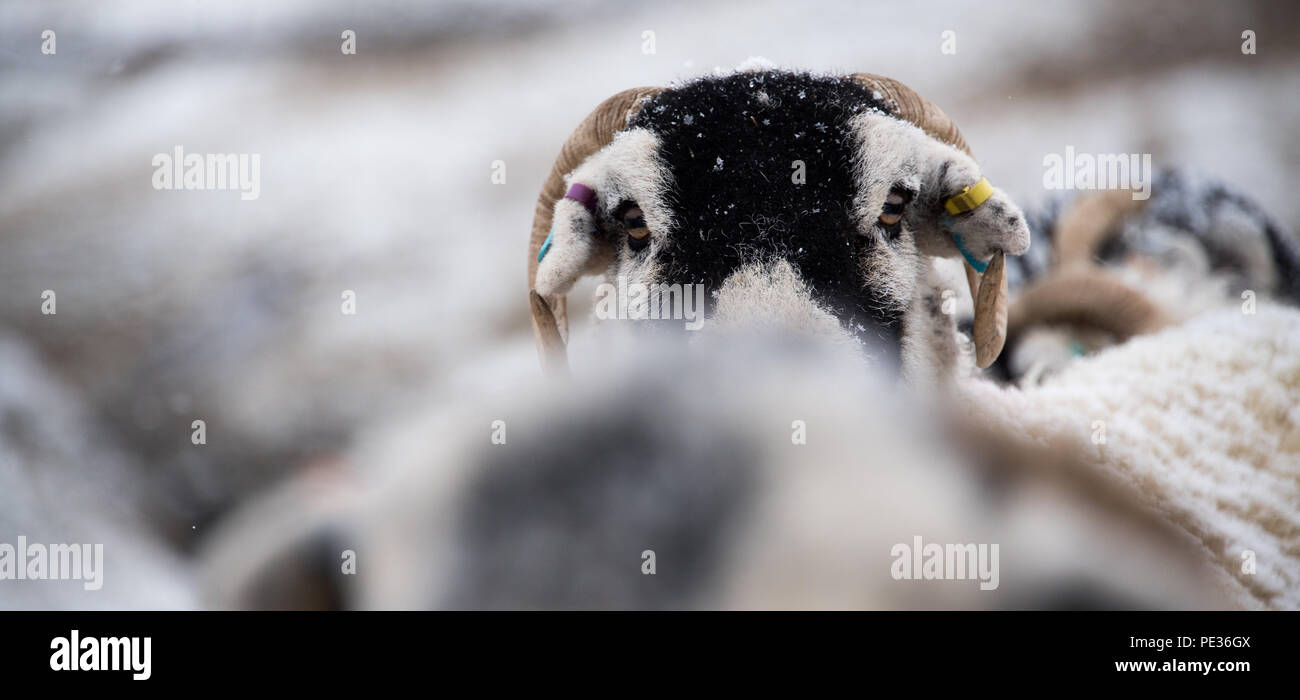 Swaledale Schafe im Schnee von Hirten, Askrigg, North Yorkshire, Großbritannien gefüttert werden. Stockfoto