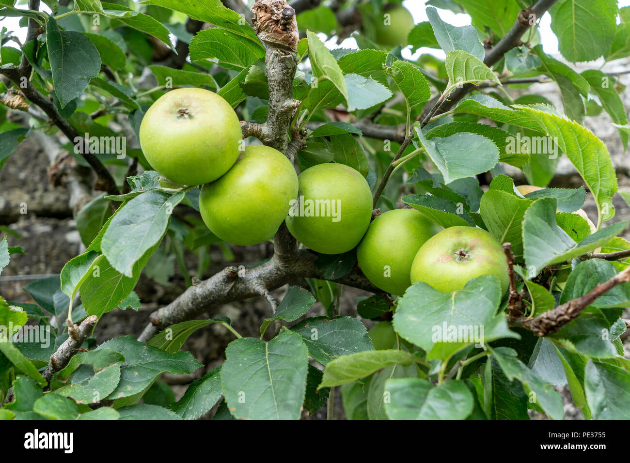 Reihe der grüne Äpfel auf einem Apfelbaum Stockfoto