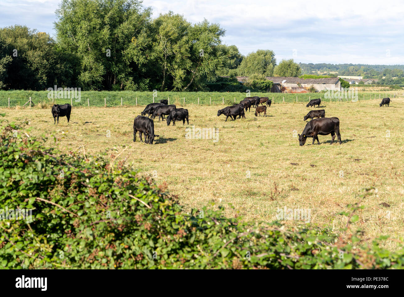 Aberdeen Angus Kühe grasen im Sommer Stockfoto