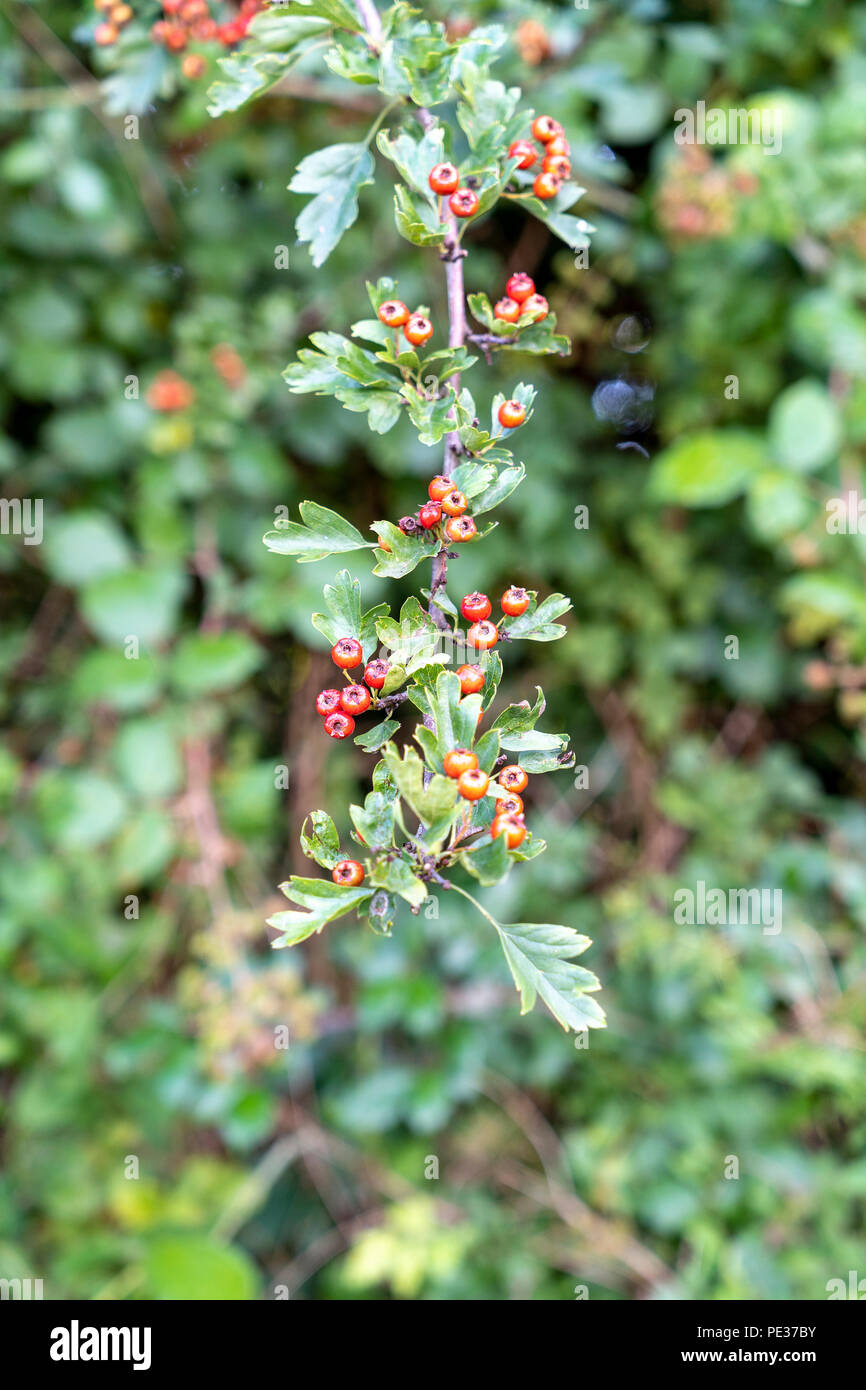 Red Hawthorn Beeren oder pomes Rosa Moschata Stockfoto