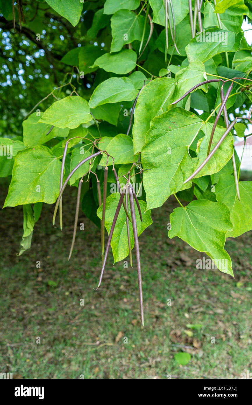 Catalpa tree auch als Indian bean Tree bekannt Stockfoto