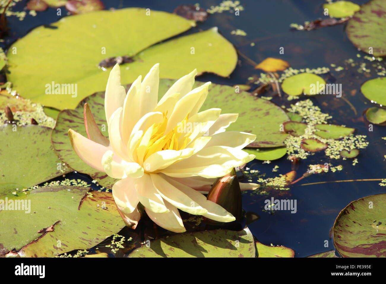 Nahaufnahme Foto einer Lilie, auf einem Teich durch Blätter und viel Grün umgeben. Stockfoto