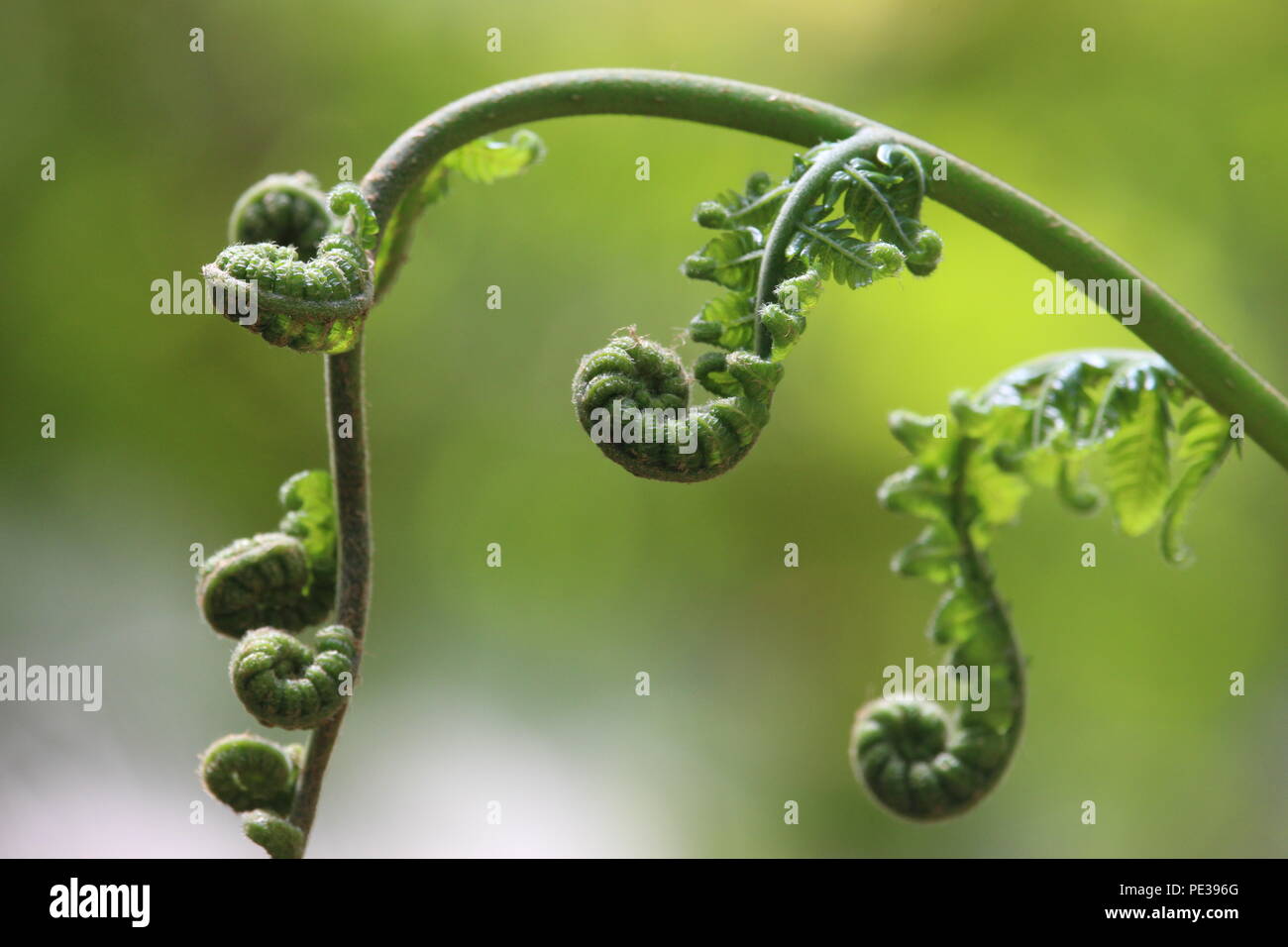 Eine Nahaufnahme Foto einer eingerollt Farn, geringe Tiefenschrfe, mit  natrlichem Grn Hintergrund Stockfotografie - Alamy
