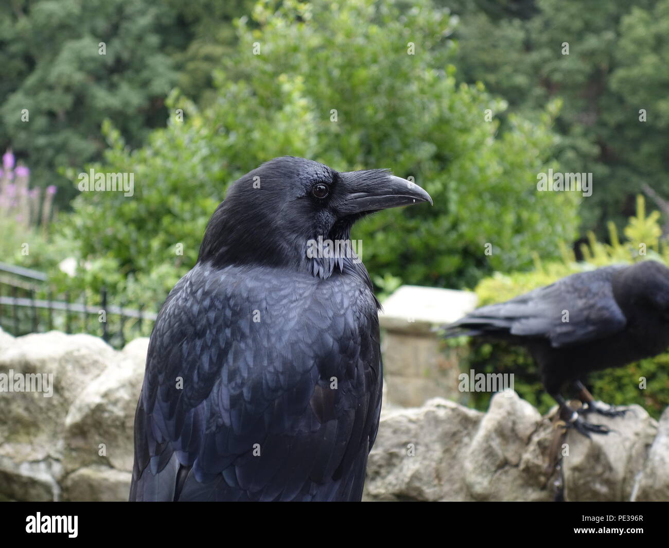 Foto eines Raben aus Knaresborough UK Stockfoto