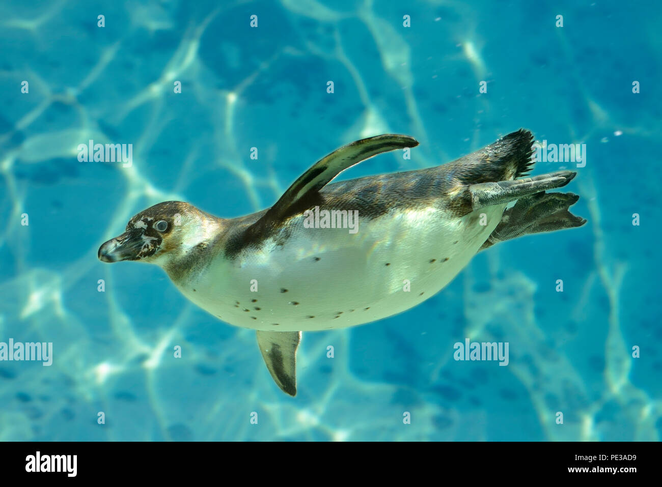 Humboldt-Pinguin (Spheniscus Humboldti) Schwimmen unter Wasser Stockfoto