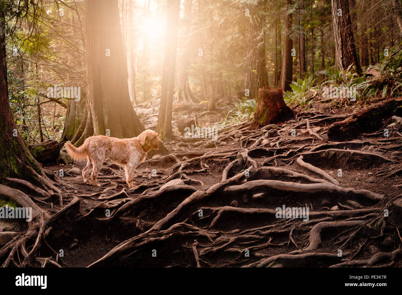 Glücklicher Hund, Labradoodle, gehen für einen Waldspaziergang. Stockfoto