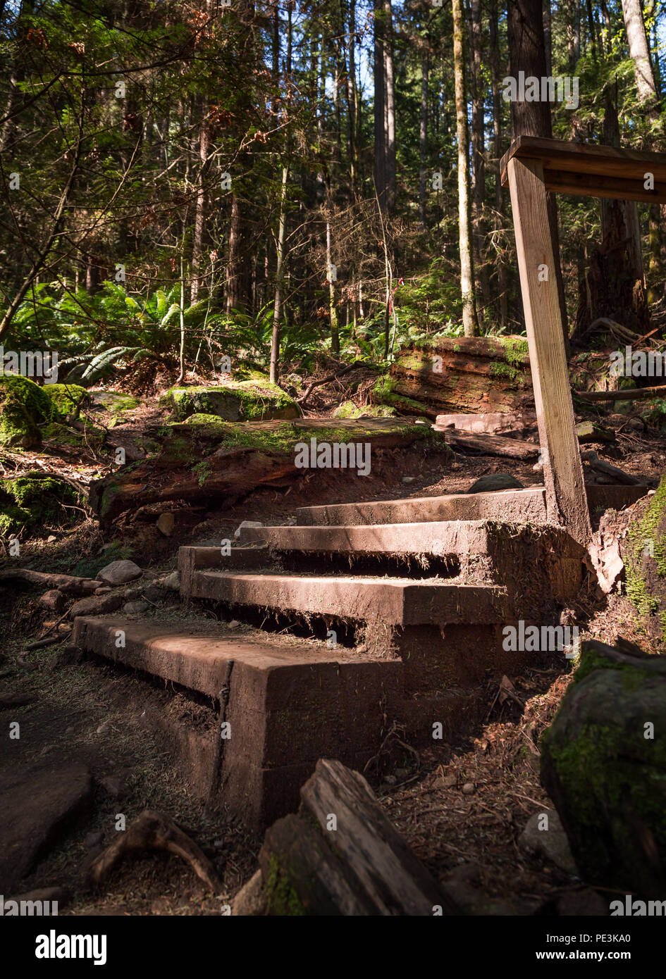Holz Treppen auf einem Wanderweg im immergrünen Wald. Stockfoto