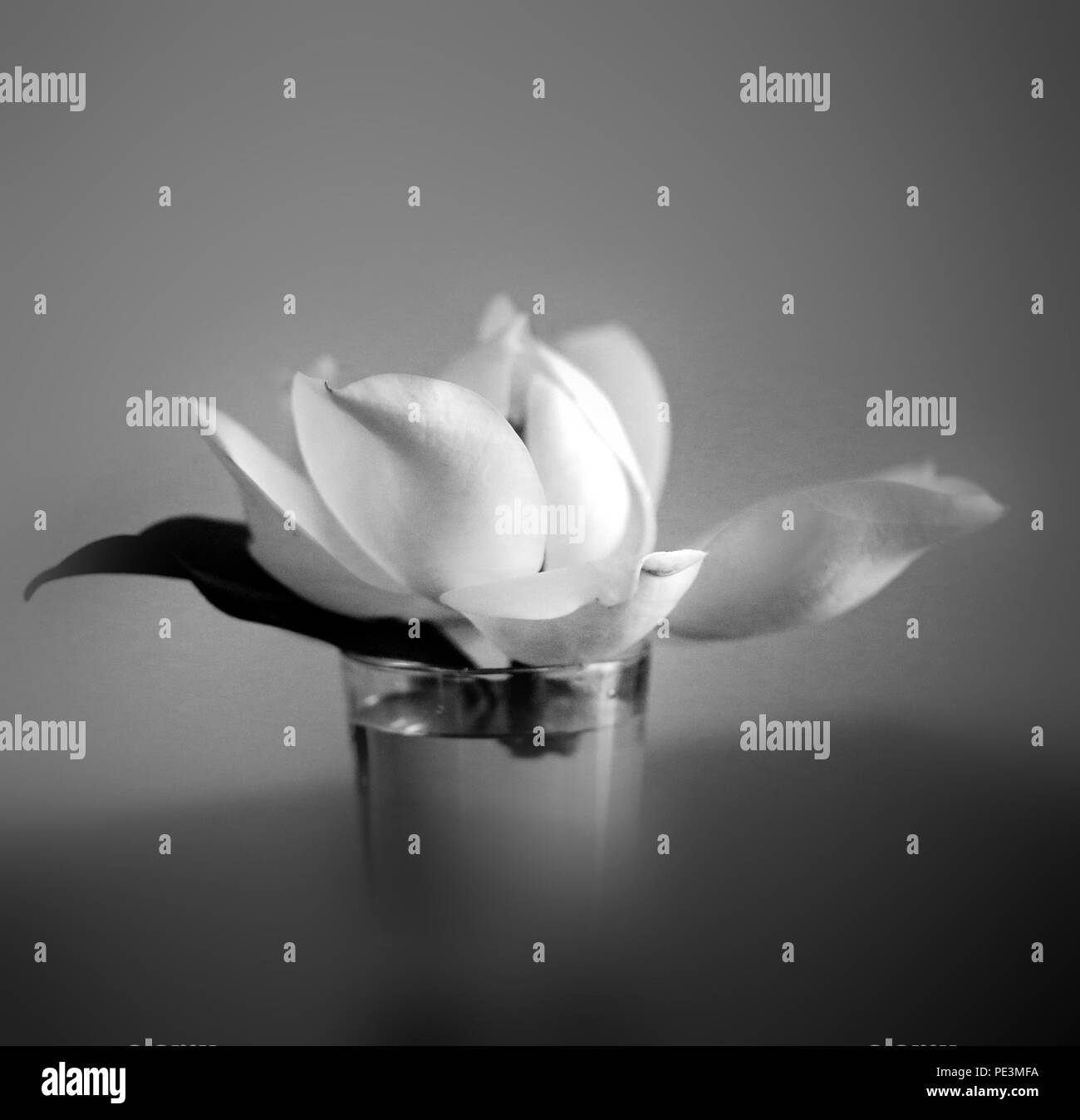 Prächtige weiße Makro Magnolia in einem Glas im Sommer Stockfoto