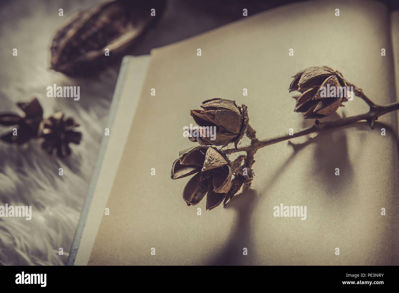 Noch immer leben mit Büchern und getrocknete Blumen in Vintage Farben und Abbildungen als Hintergrund verwendet. Stockfoto