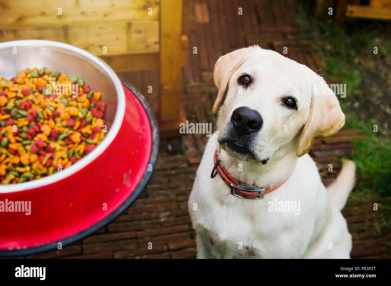 Hund Schüssel hungrigen Mahlzeit essen Stockfoto