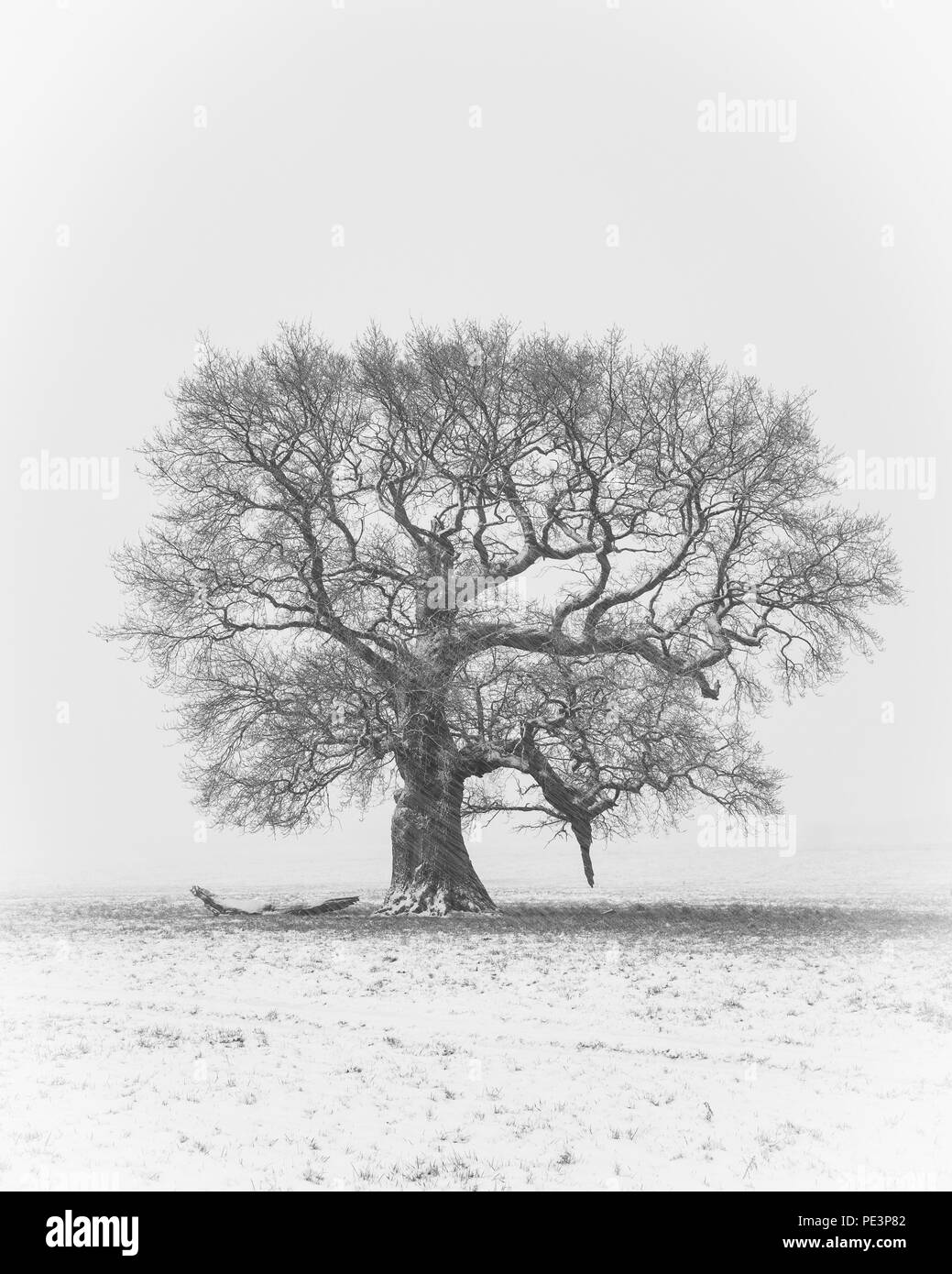 Eine isolierte Baum im Schnee Blizzard Stockfoto