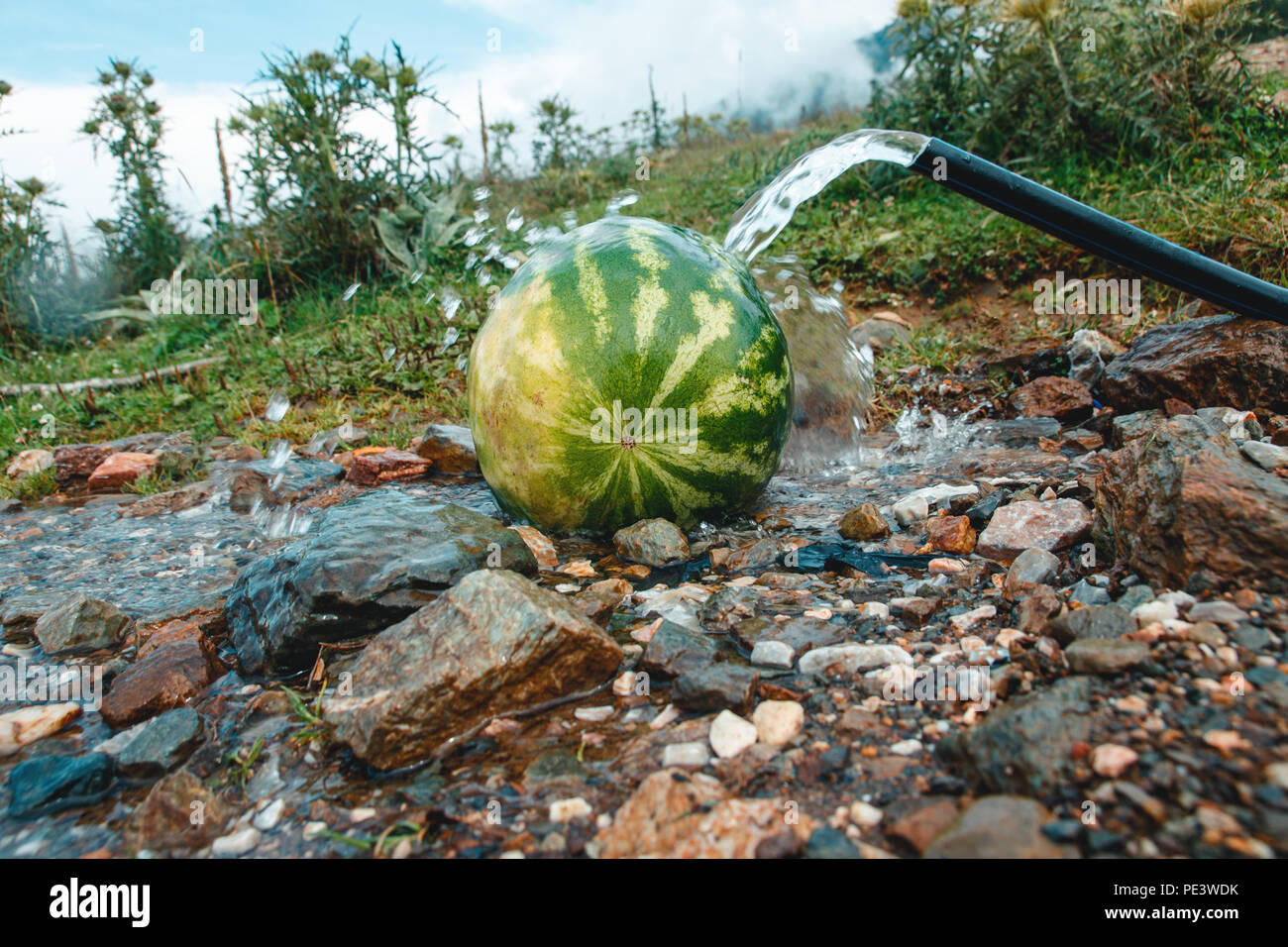 Wasserstrahl Kühlung der Reife Wassermelone auf Stream Stockfoto