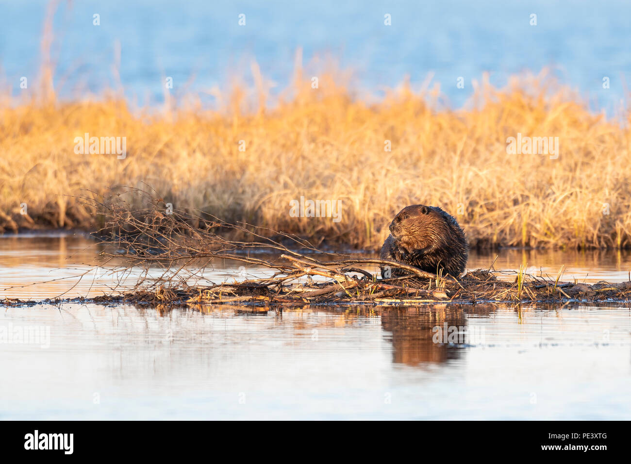 Nordamerikanische Biber (Castor canadensis), Fütterung auf Zweige, NA, von Dominique Braud/Dembinsky Foto Assoc Stockfoto