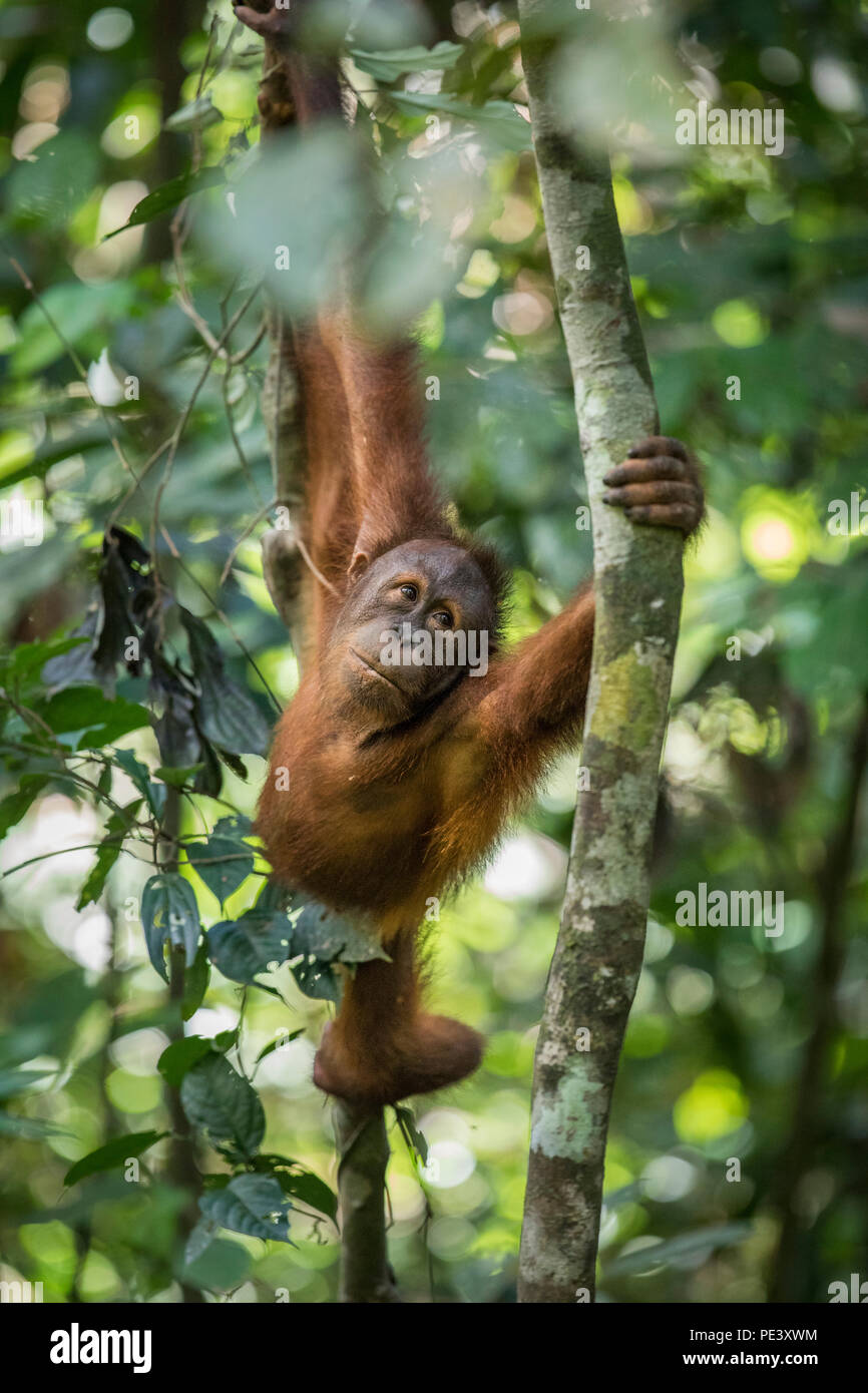 Eine wilde Orang-utan in der Nähe von Sepilok in Borneo. Ich hörte das Rascheln der Bäume & zwei wilden Orang-Utan kam Schwingen. Stockfoto