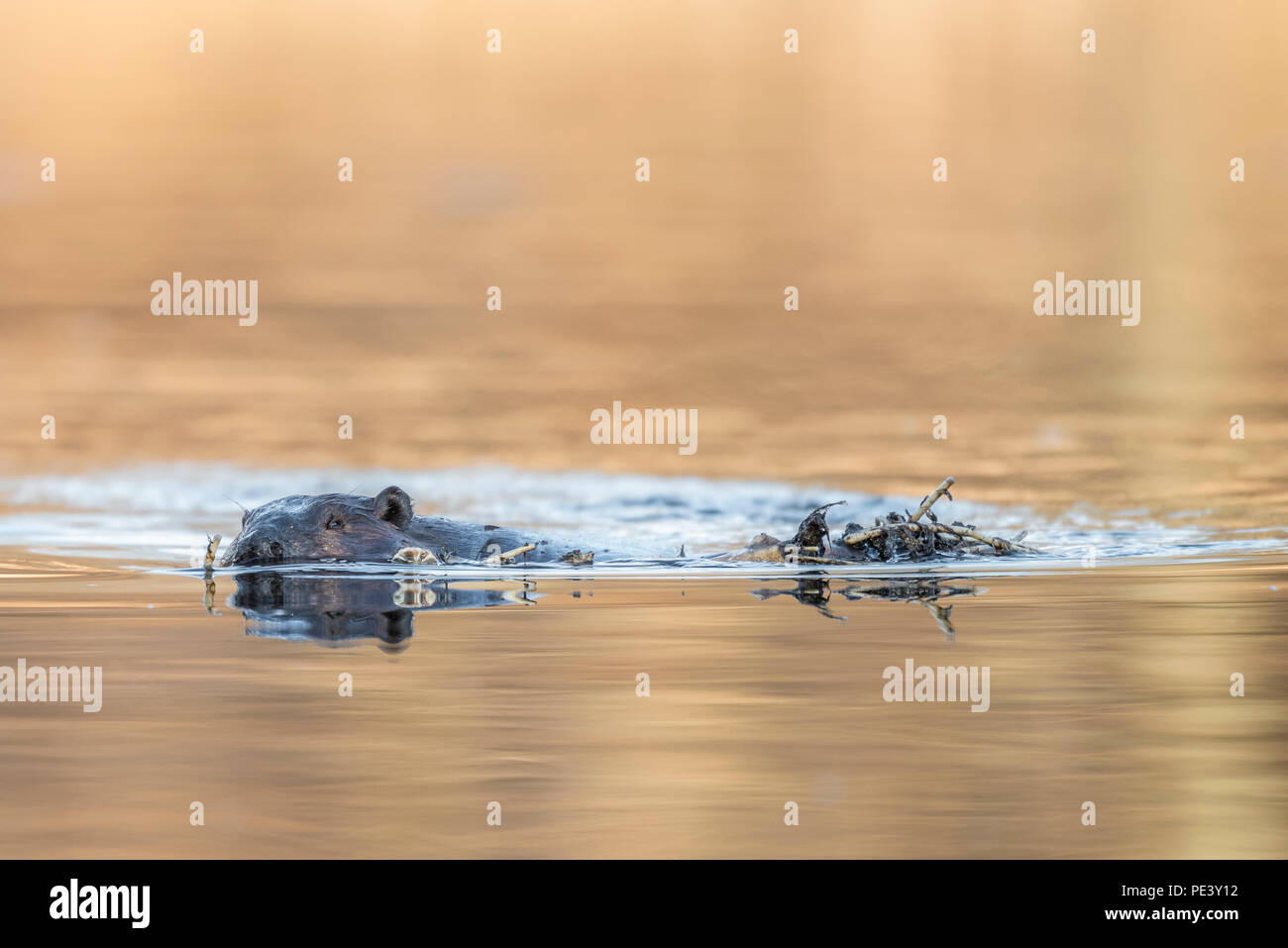 Nordamerikanische Biber (Castor canadensis), mit Zweigen in Mund, Schwimmen, Lodge, NA, von Dominique Braud/Dembinsky Foto Assoc Stockfoto