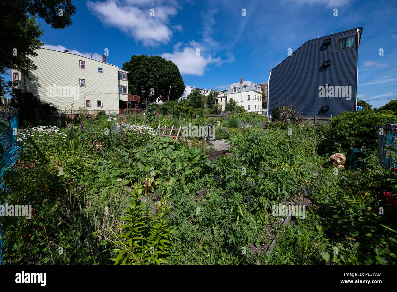 Gemeinschaftsgärten in einem sanierten Abschnitt von East Boston, MA Stockfoto