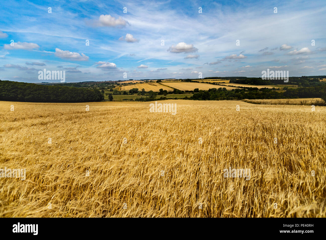 Wide Angle Shot der Reifezeit Ohren von gelben Weizenfeld auf der Cotswolds Hills in England mit blauen dramatische Himmel. Stockfoto