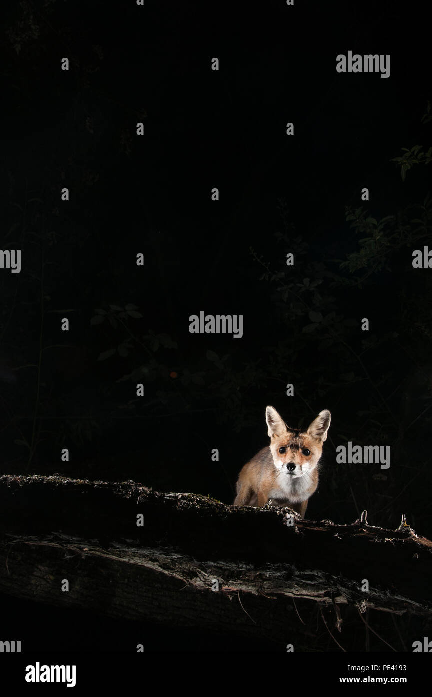 Fox, Vulpes vulpes, Porträt auf ein Protokoll mit schwarzem Hintergrund Stockfoto