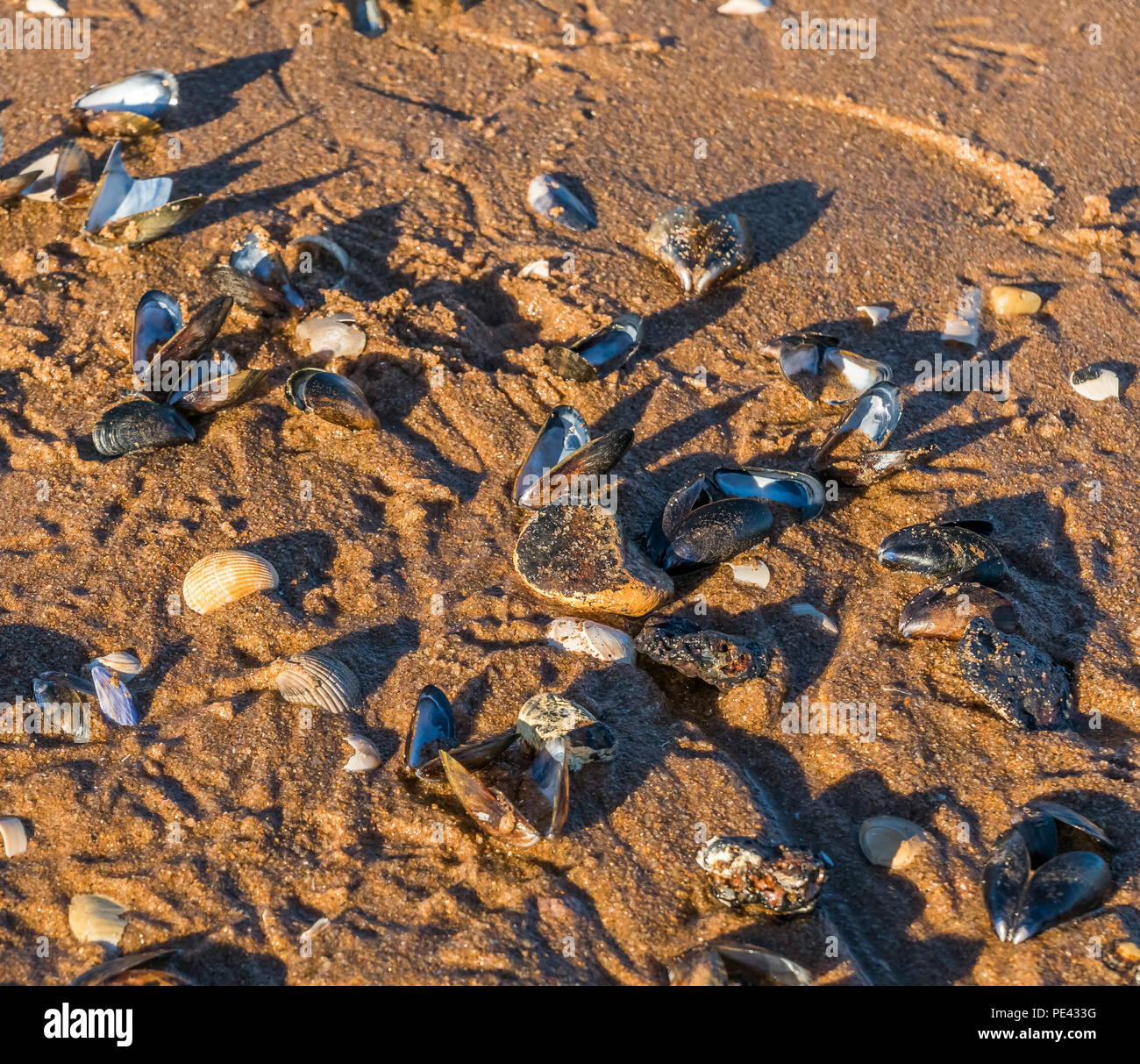 Eine Mischung aus Muscheln liegen auf Balmedie Strand. Stockfoto