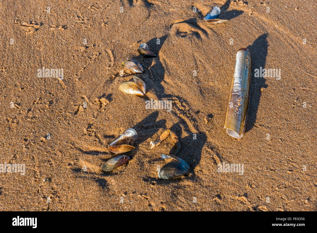 Eine Mischung aus Muscheln liegen auf Balmedie Strand. Stockfoto