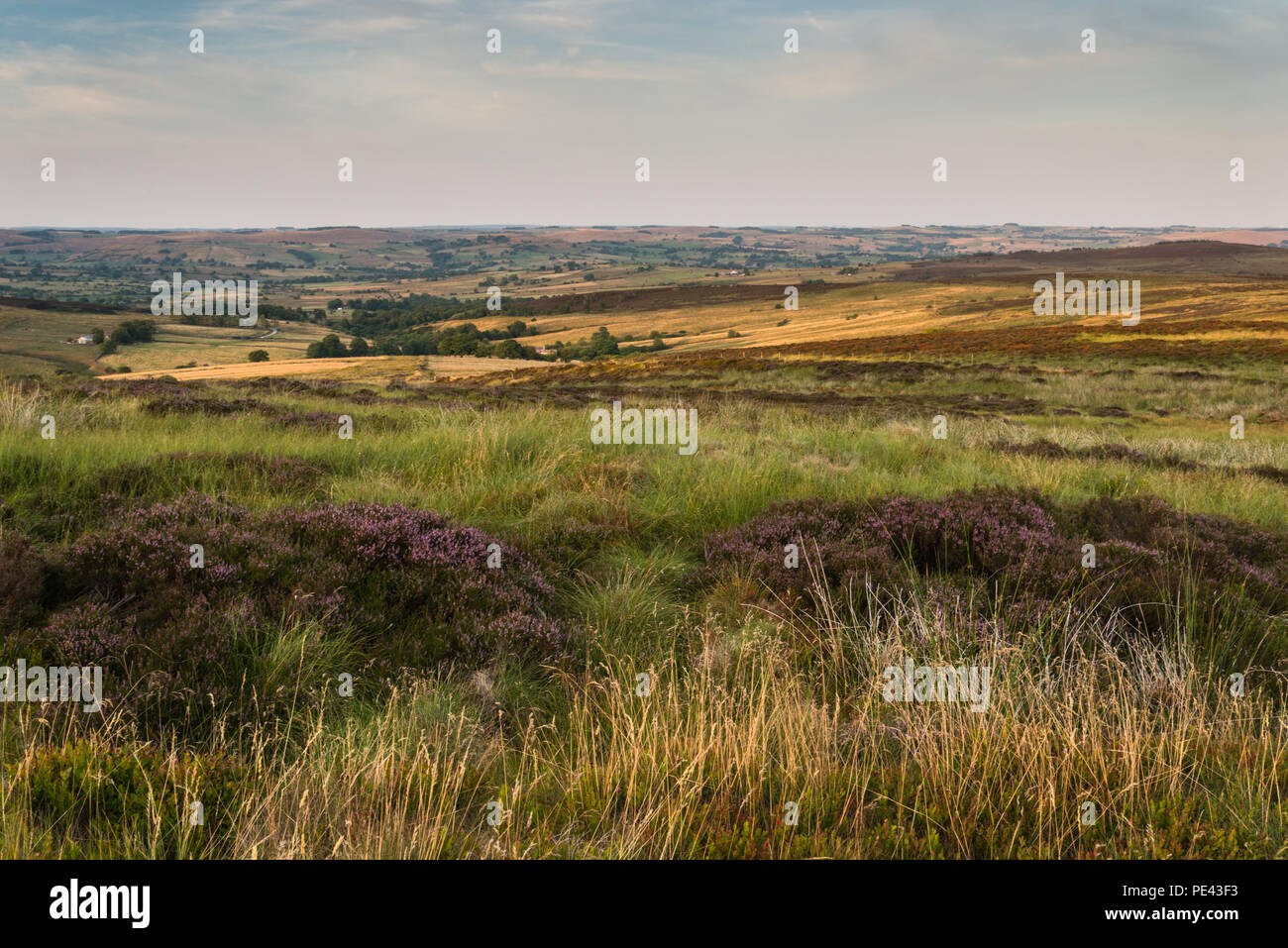Blick über das Moor in der Staffordshire Peak District National Park an einem warmen Sommerabend im Juli verlassen mit dem ersten Purple Heather Blumen Stockfoto