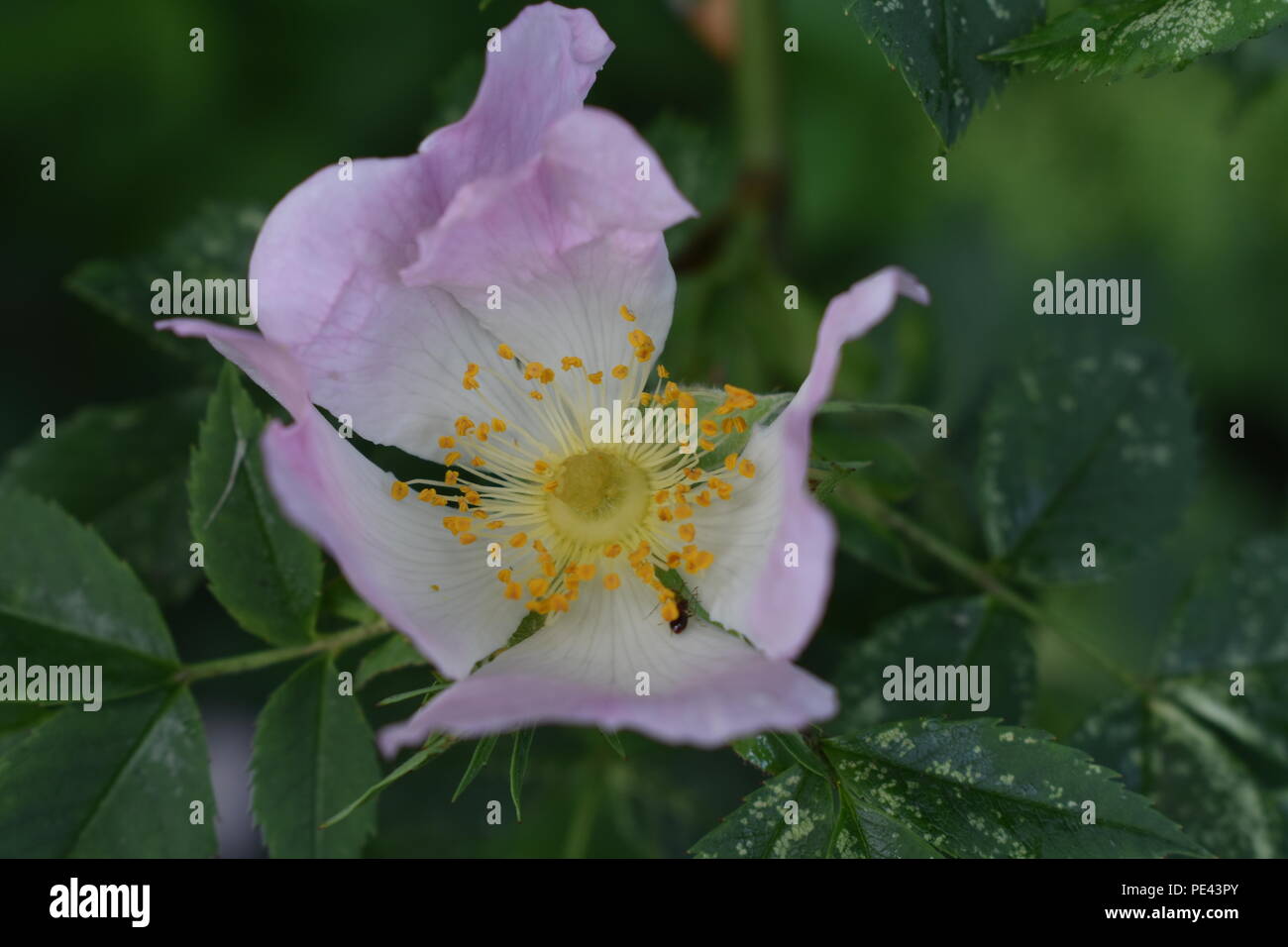 Einsame Blume Stockfoto