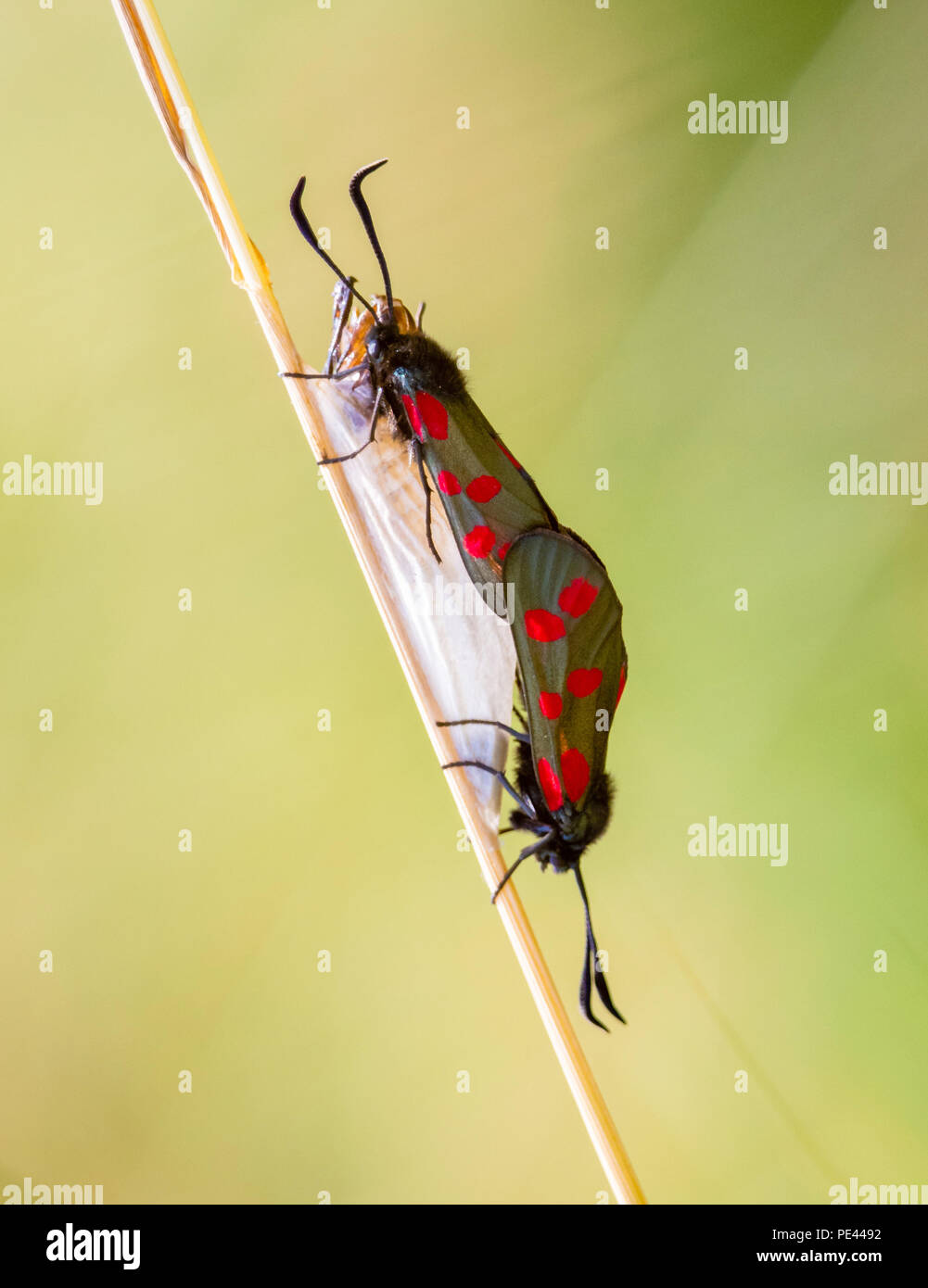 Sechs spot Burnet Zygaena Filipendulae Motte passende Paar auf Cocoon, aus denen das Weibchen vor kurzem aufgetaucht ist Stockfoto