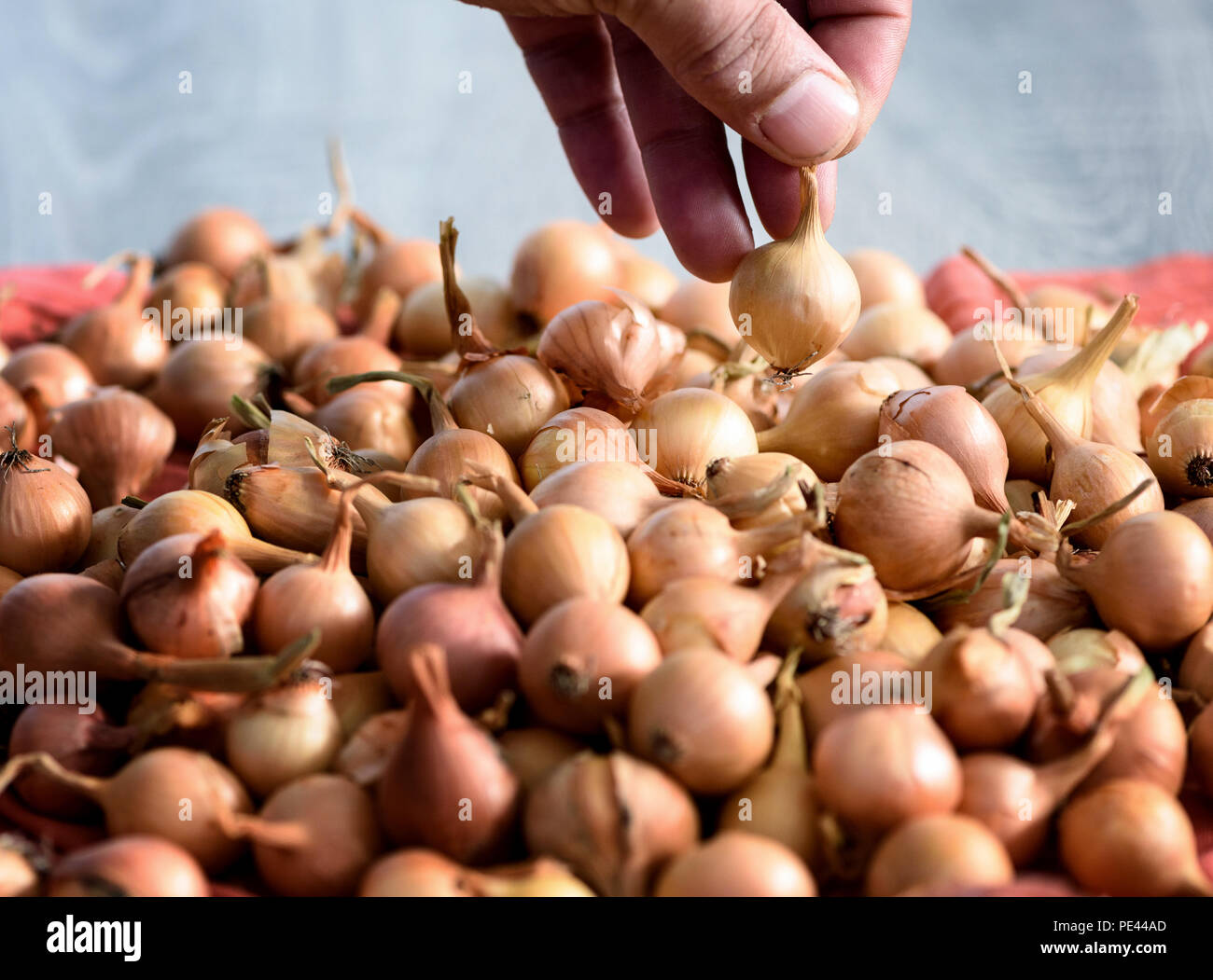 Bild eines männlichen Kaukasier Hand herauf eine einzige Zwiebel aus einem Satz für die Bepflanzung in einem Garten. Die Auswahl der alium für den Gemüsegarten bereit. Stockfoto