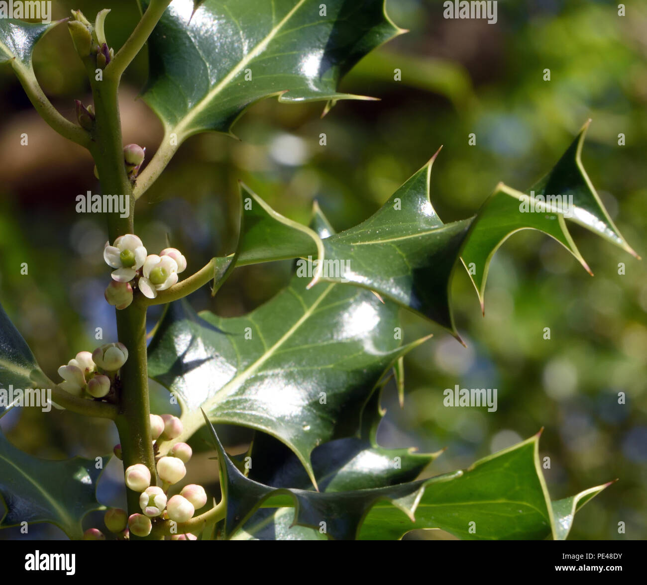 Kleine weie weibliche Blten auf einem einzigen Sex, Zweihusig, Stechpalme  (Ilex Aquifolium). Bedgebury Wald, Canterbury, Kent, Grobritannien  Stockfotografie - Alamy