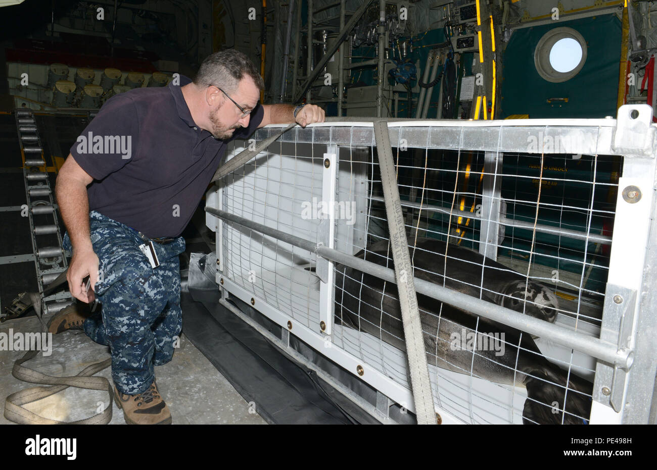 David Schofield, nationalen ozeanischen und atmosphärischen Leitung Marine Mammal Gesundheit und Response Program Manager, Kontrollen auf den Status der zwei rehabilitiert Hawaiian Mönchsrobben während eines Fluges in der Küstenwache HC-130 Hercules Flugzeug September 3, 2015 von der Großen Insel Oahu. Coast Guard Crews, mit NOAA arbeiten transportiert die Dichtungen von der Großen Insel Oahu für zukünftige Version zurück zu den nordwestlichen Hawaii-inseln. NOAA hat die 14 Coast Guard Bezirk zu sammeln Bilder Release unter der Autorität von nmfs Nr. 18786 und. (U.S. Coast Guard Foto von Petty Officer Stockfoto