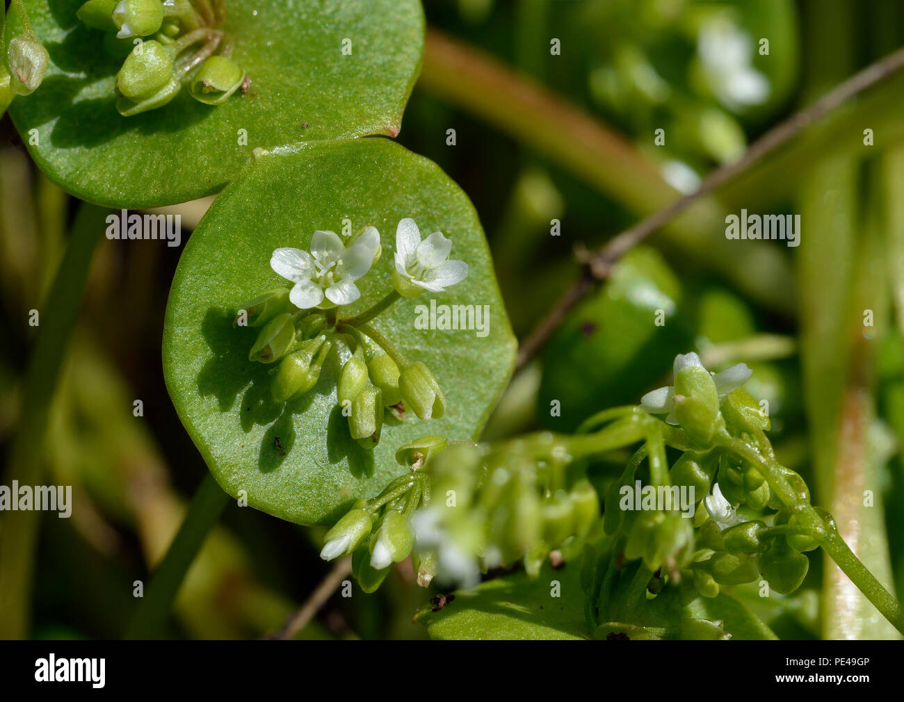 Frühling Schönheit oder indischer Salat - Claytonia perfoliata Stockfoto