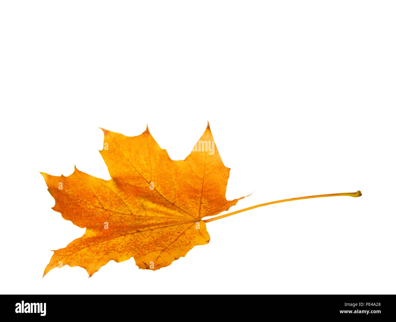 Herbst Ahornblatt isoliert auf weißem Hintergrund. Stockfoto