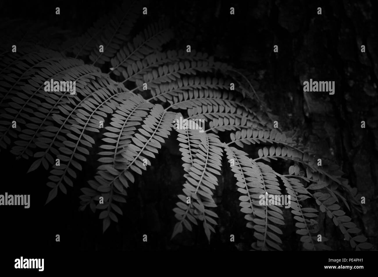 Wachsender farn Schwarzwei-Stockfotos und -bilder - Alamy