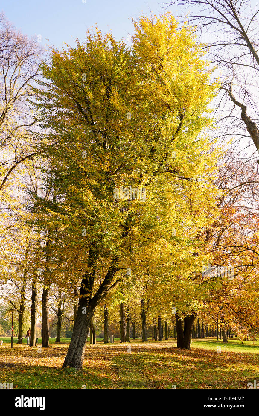 Parklandschaft mit Bäumen lädt zum Wandern ein. Stockfoto